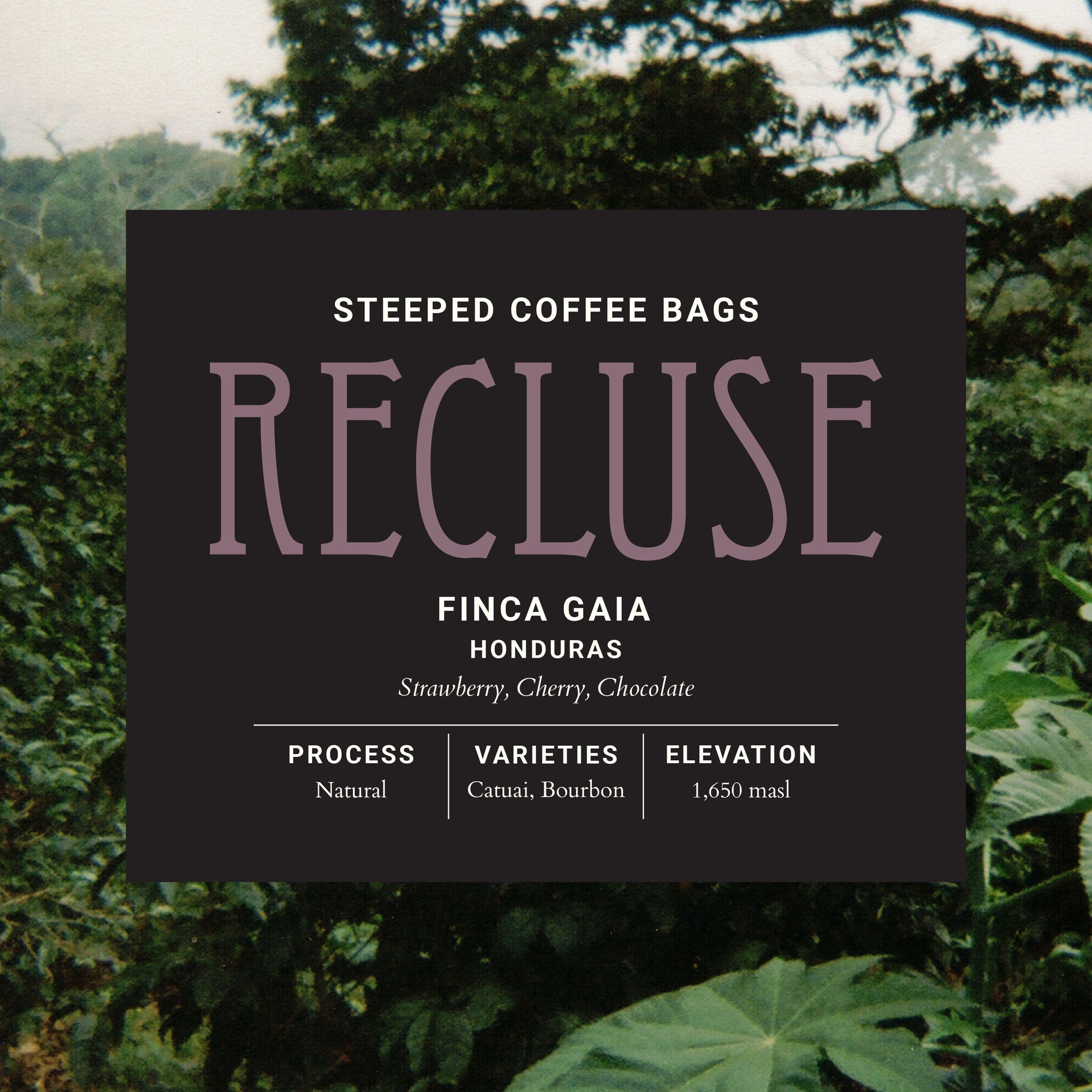 Finca Gaia Natural- Steeped Coffee - Recluse Roasting Project 