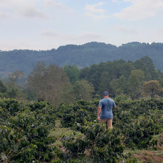 Honduras- Oscar Omar Alonzo Natural - Recluse Roasting Project 