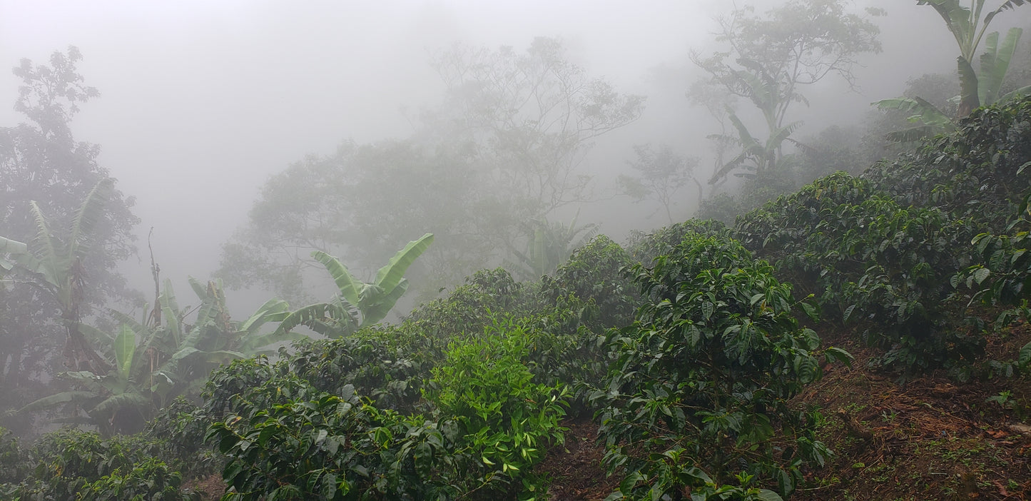 Honduras- Lennon Diaz - Recluse Roasting Project 