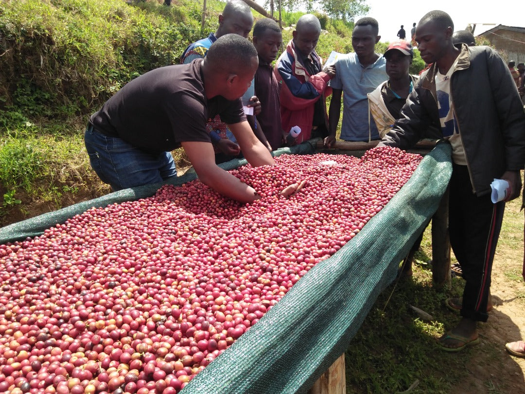 Burundi- BSS Campazi Natural lot #2 - Recluse Roasting Project 